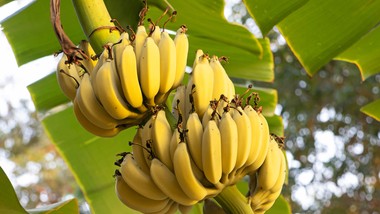 genetyczne odkrycie daje nadzieję na uratowanie światowych upraw banan