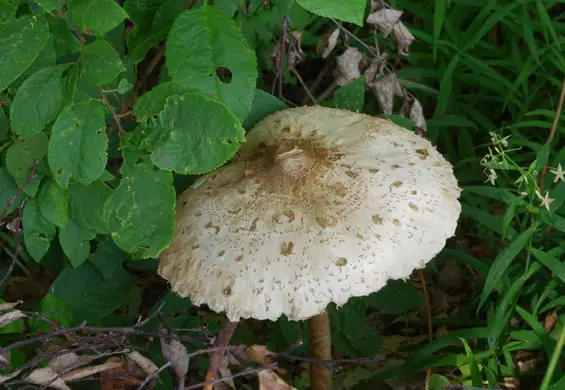 Przepis na flaki z kani: świetny sposób na wykorzystanie grzybów