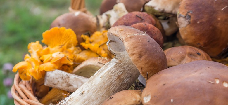 Rumuni na Podkarpaciu przemieszczają się tyralierą. Polscy grzybiarze mają konkurencję