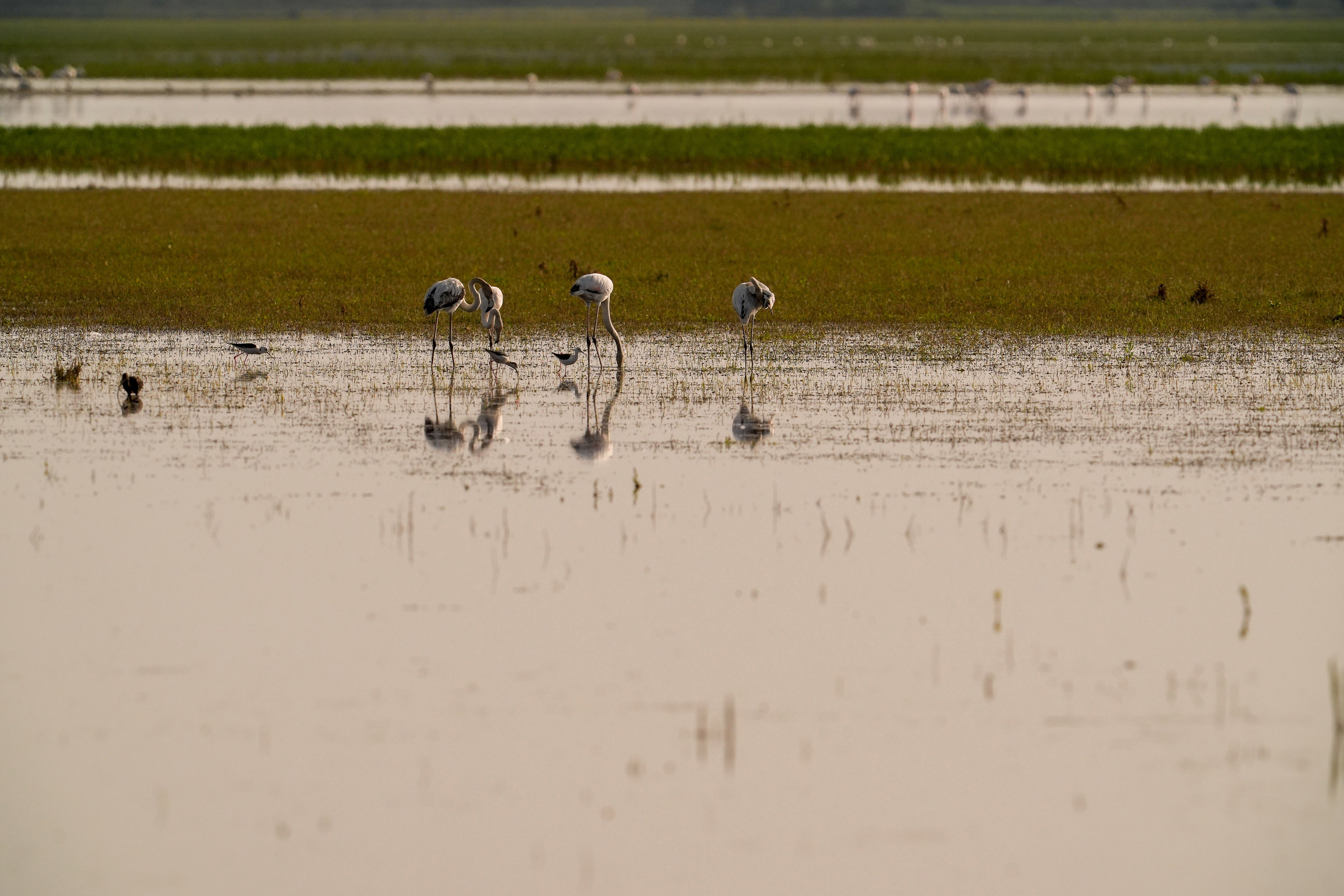 Doñana sigue en peligro pese a récord de aves acuáticas