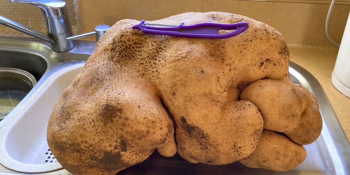 Tak wygląda prawdopodobnie największy ziemniak w historii.
