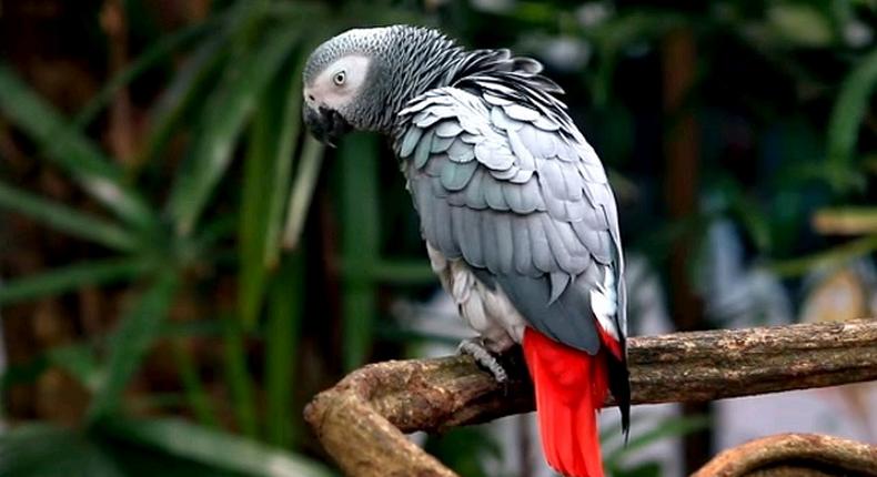 African grey parrot