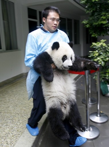 CHINA-ENVIRONMENT-ANIMAL-PANDA