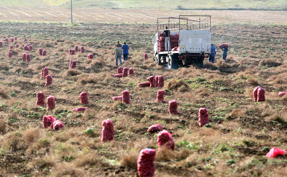 Rod krompira najbolji u poslednje tri decenije
