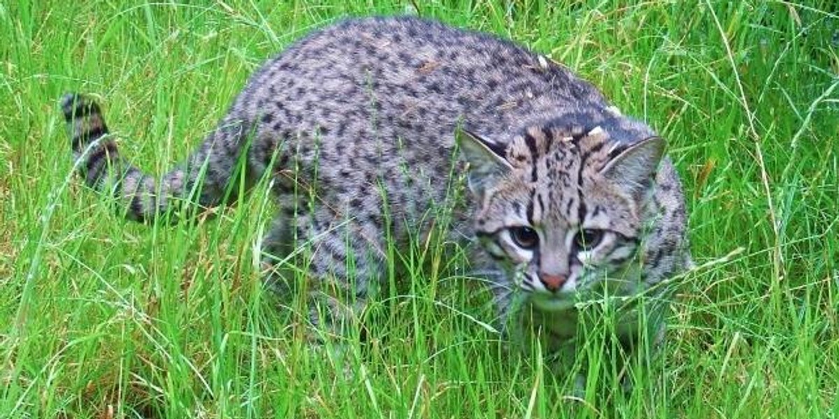 Koty argentyńskie w śląskim Zoo