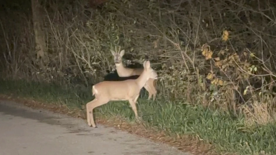 Srne u Koštunićima