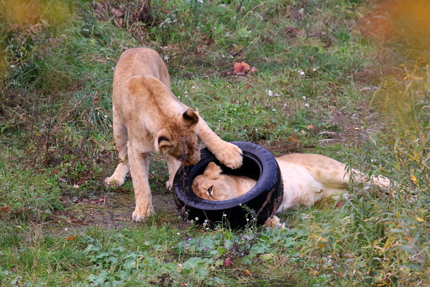 Lwy z gdańskiego zoo 