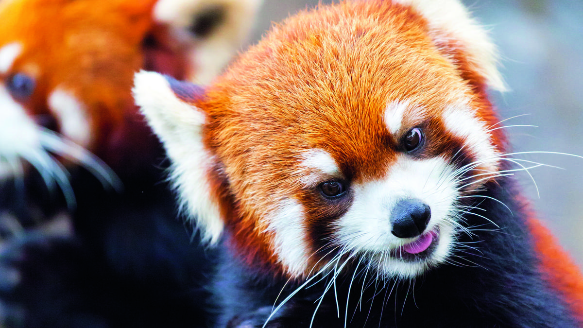 Itt a bizonyíték: csak cukiságban hasonlít névrokonára a vörös panda -  Galéria - Blikk