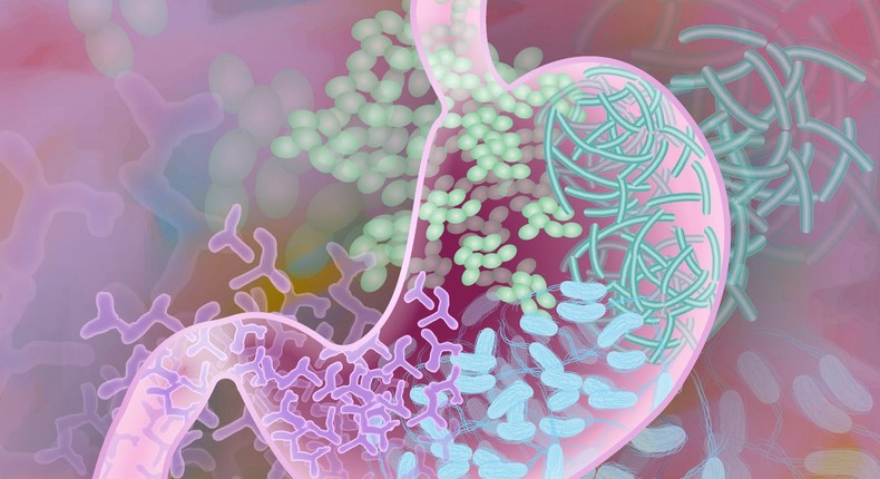 Many bacterial strains are found in the human gut, some of which may prove beneficial in treating disease.Darryl Leja/National Human Genome Research Institute (NIH)