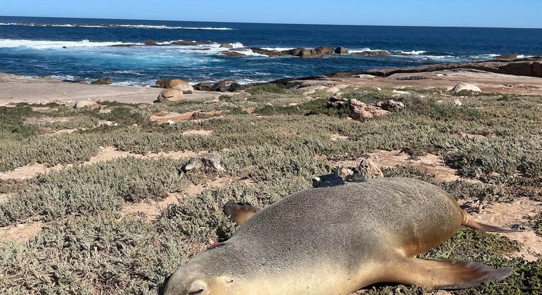 A sea lion mother after scientists equipped her with a video camera.Nathan Angelakis