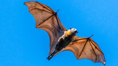 Tysiące nietoperzy terroryzują miasteczko w Australii