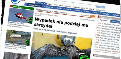 Orzeł przeżył zderzenie z pociągiem