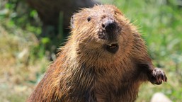 "Banalny" QUIZ z polskich ssaków. Większość odpada na pytaniu o łosia