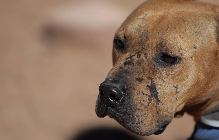 U opasne pse svrstavaju se pit bul, staford terijer i mešanci ovih rasa