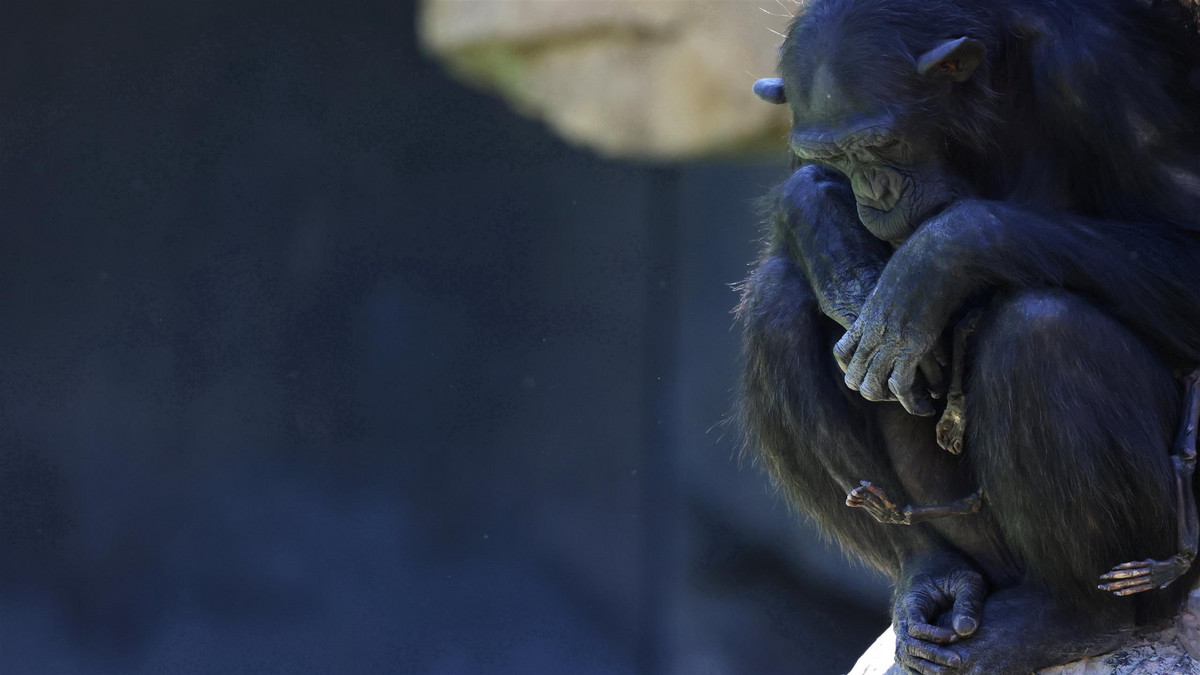 To nagranie z zoo wyciska łzy. Szympansica nie może rozstać się z martwym dzieckiem