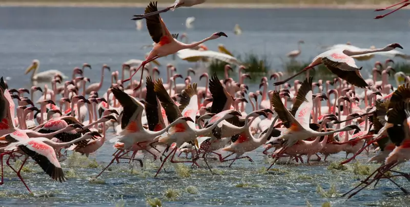 W Parku Narodowym Lake Nakuru zobaczymy m.in. stada flamingów