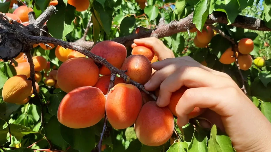 Voćnjak u Aranđelovcu