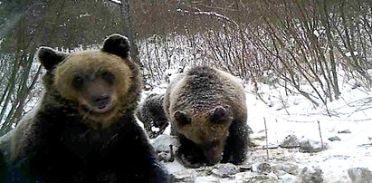 Jedziesz w Bieszczady? Uważaj na miśki, one nie śpią