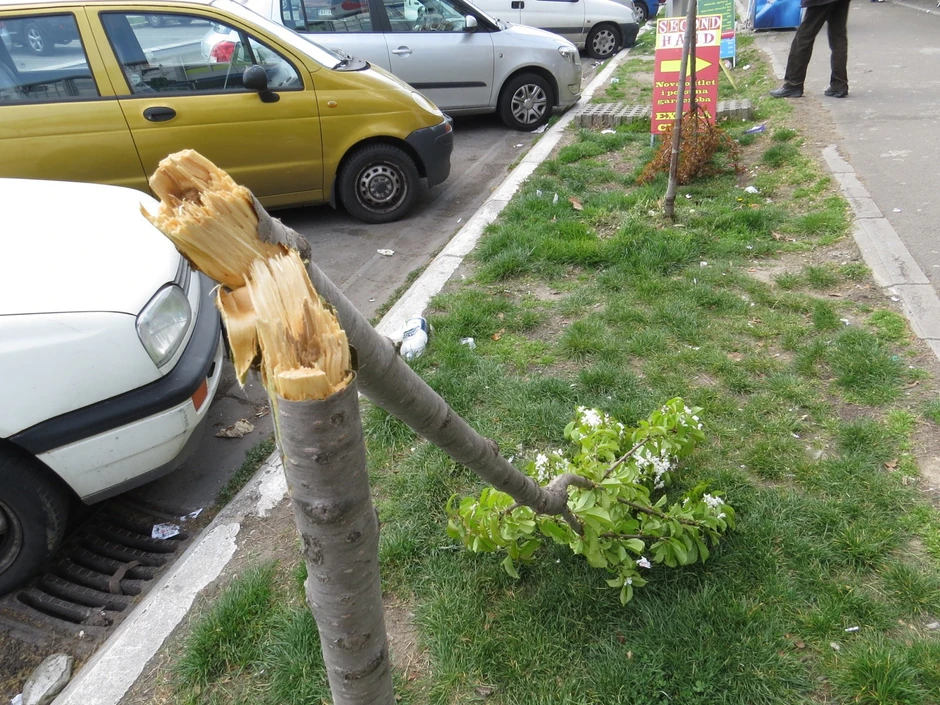 Polomljeno stablo trešnje u Gandijevoj ulici