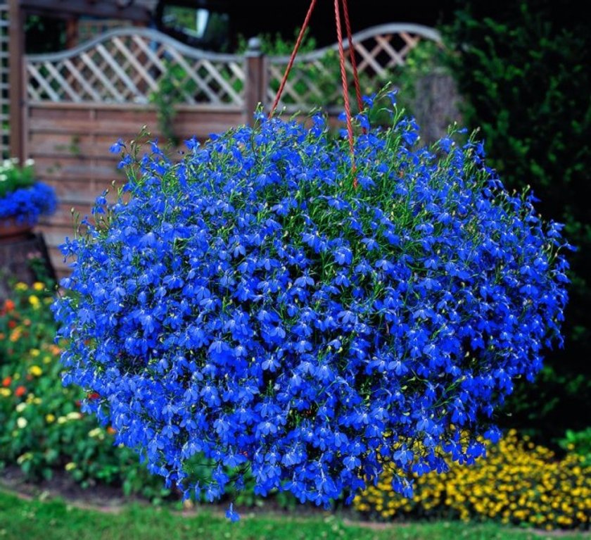 Piękna lobelia