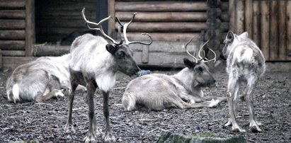 Ci mieszkańcy wrocławskiego zoo czekali na bestię ze Wschodu!