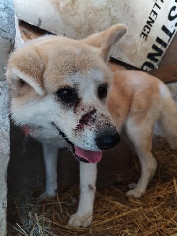 Zraniony pies z pseudohodowli 64-latka