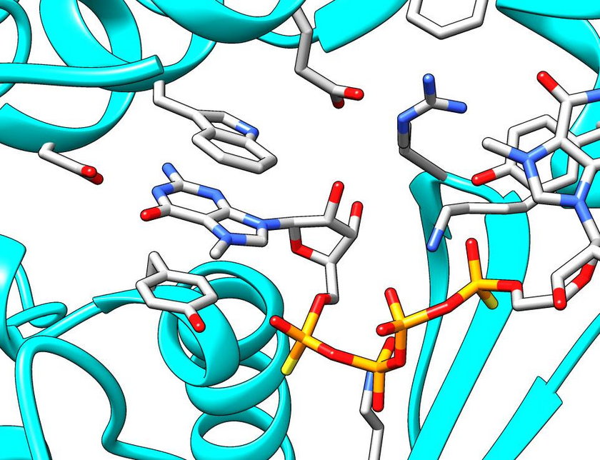 Sztuczny fragment mRNA – cząsteczek naturalnie tworzących się w komórkach –  to klucz do wykorzystania w terapii genowej