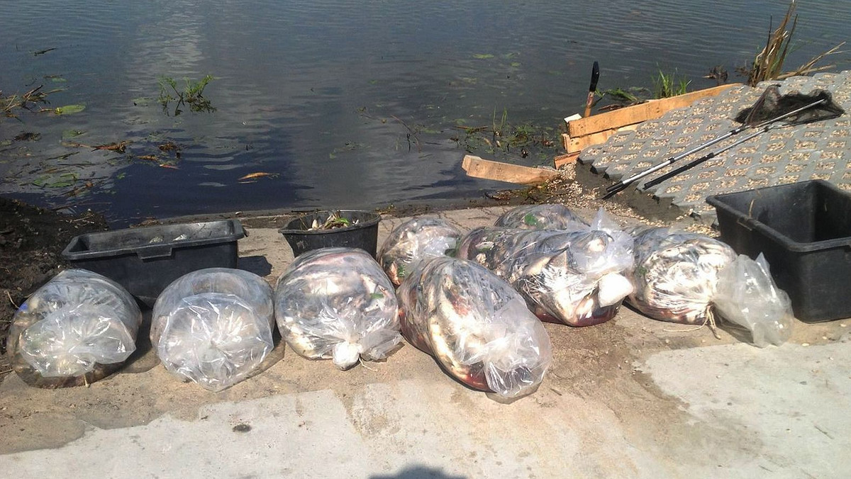 Śnięte ryby z rzeki Dzierzgoń