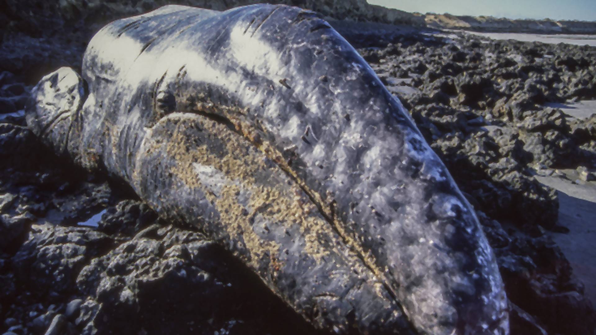 W tym roku zmarło tysiąc szarych wielorybów. Główną przyczyną zmiany klimatyczne i statki
