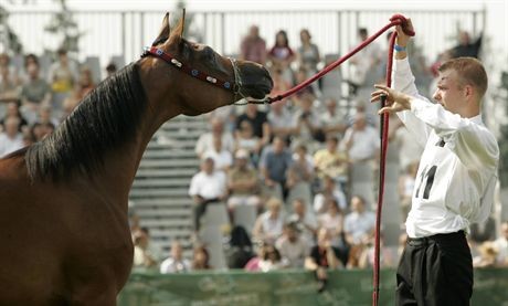 2007.08.04 Janow Podlaski XXIX Narodowy Pokaz Kon Arabskichfot Wojtek Jargilo