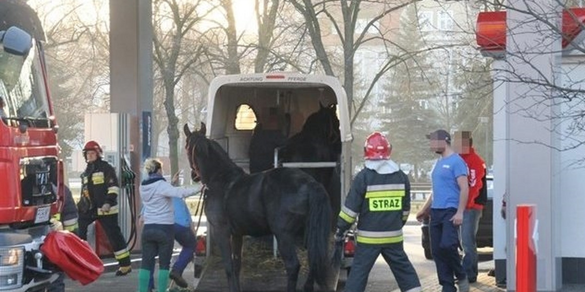 gostyń Strażacy uratowali konia