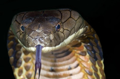 KING COBRA