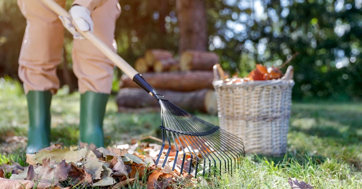 Czy liście nadają się na kompost?