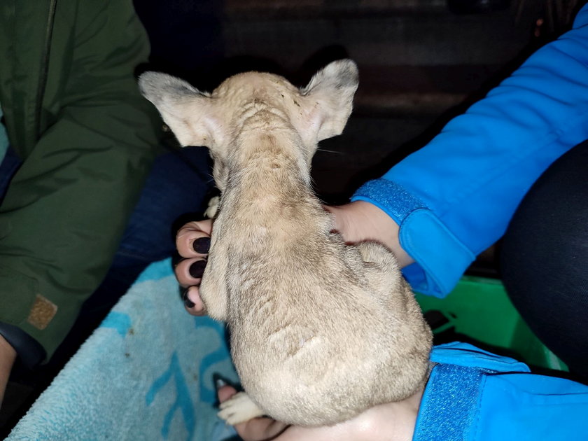 Bezczelność tej kobiety nie zna granic! Od razu wróciła do biznesu. Kolejne piętnaście psów w fatalnym stanie znaleziono w kamienicy w Łodzi. Jeden niestety nie przeżył...