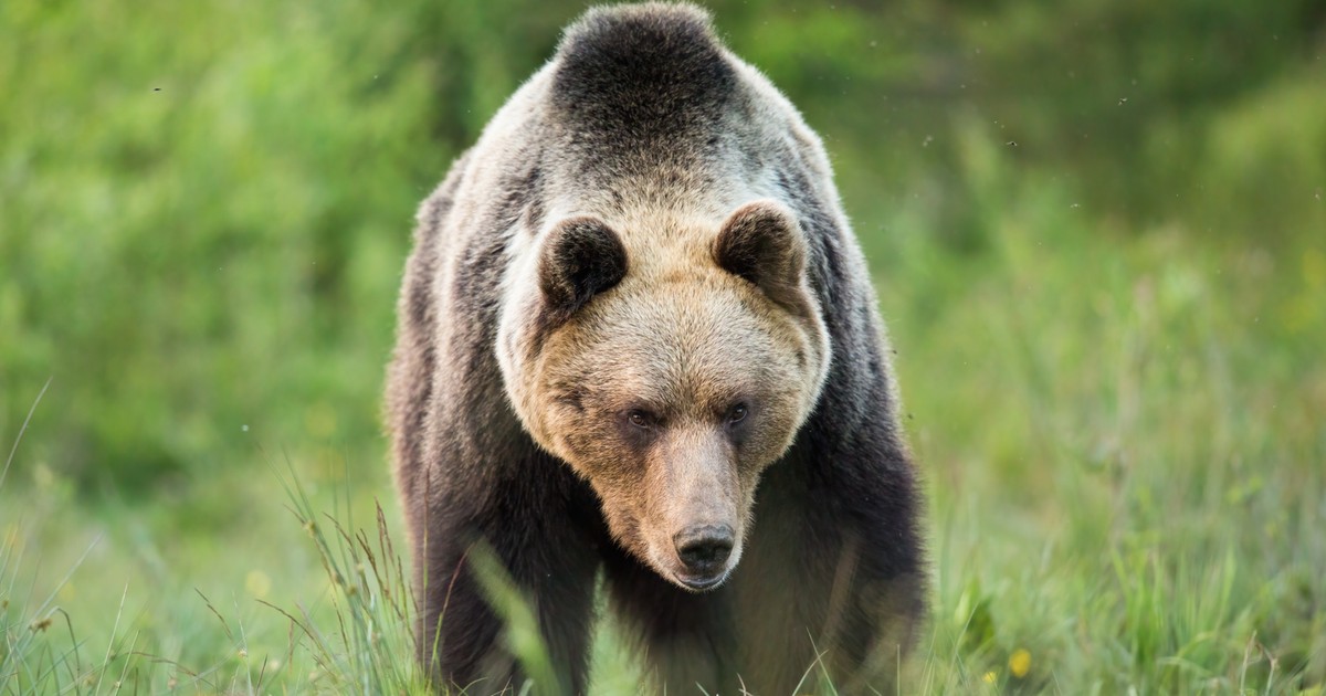 Ursul a intrat pe terenul școlii.  Animalul a fost împușcat