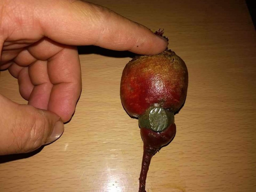 Cvekla je prorasla kroz prsten