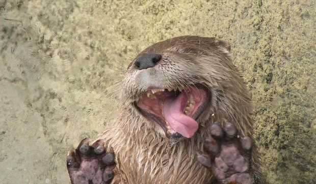 596845_zivotinje-lizu-staklo01-foto-flickr--adam-rifkin