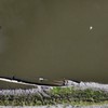 Drava kod Osijeka