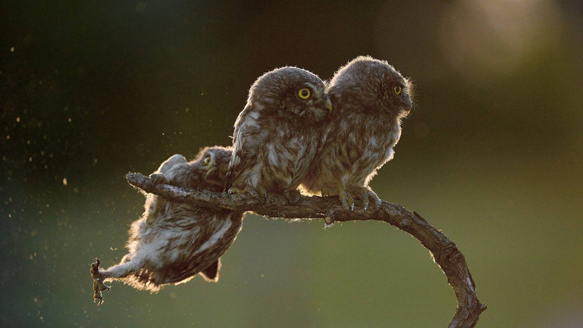 Pobednici konkursa za najluđe fotke životinja