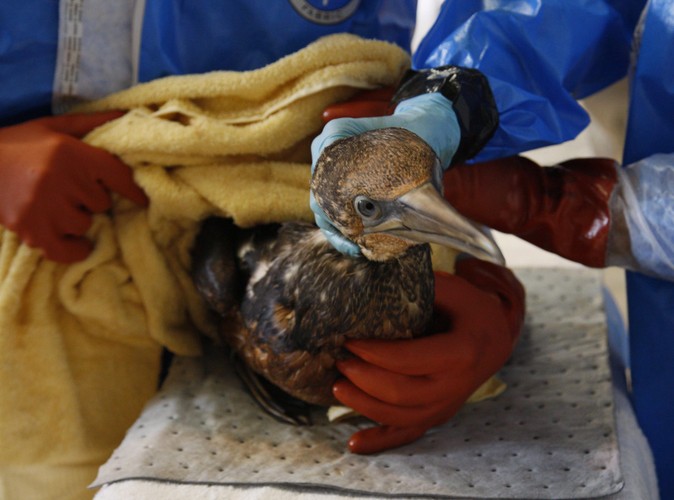 Ratunek niesiony zwierzętom w Fort Jackson w stanie Luizjana 30 kwietnia 2010 po wycieku z platformy wiertniczej w Zatoce Meksykańskiej