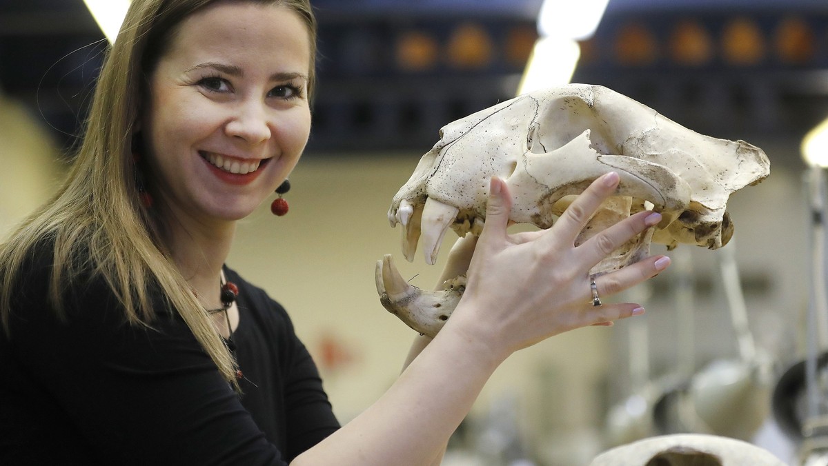 Joanna Bagniewska bada czaszkę tygrysa na wydziale zoologicznym University of Reading w Wielkiej Brytanii