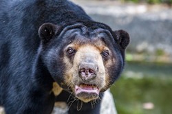 NAGRANIE z zoo dzieli internet. Mężczyzna w przebraniu czy niedźwiedź?