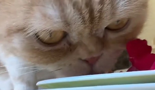 Oskar jede tunu i lososa