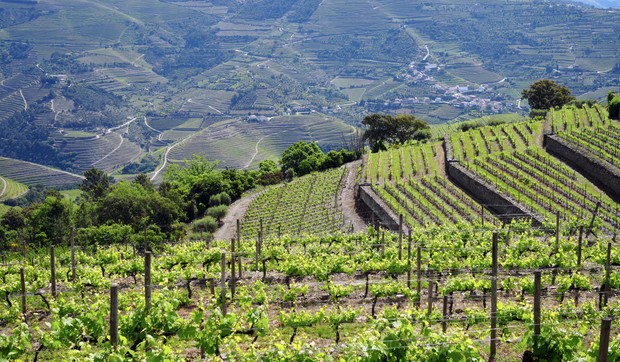 Evropske vinarije se bore za opstanak jer ekstremne vrućine oštećuju proizvodnju