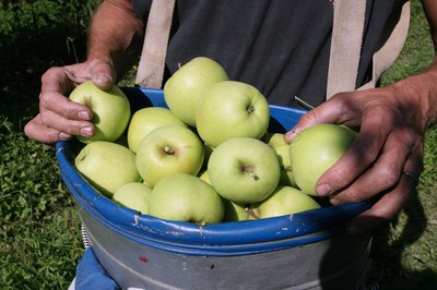 Bezrobotni Hiszpanie stoją w kolejce do pracy przy zbiorze owoców