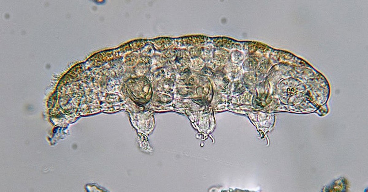 Scientists have discovered one of the secrets of tardigrade immunity