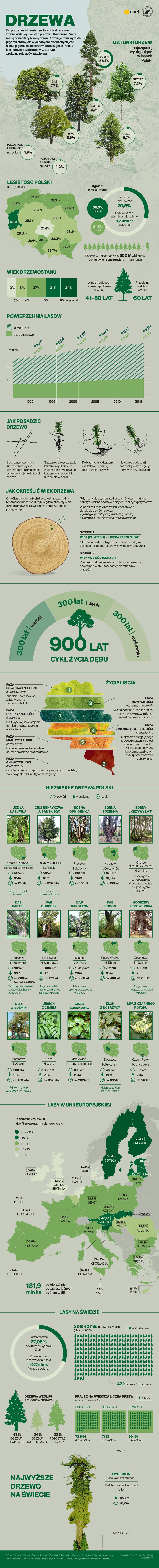 drzewa polska swiat infografika maj2019-01