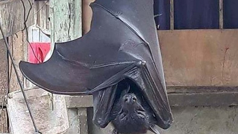 Photo of huge bat with ‘human-size’ is giving people nightmares