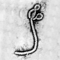 Frissített! Ebola-láz járvány: az ÁNTSZ tanácsai az érintett térségbe utazóknak és onnan hazatérőknek