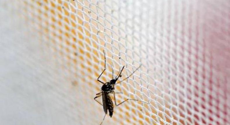 Mosquito repellant sales boom in Brazil amid Zika scare